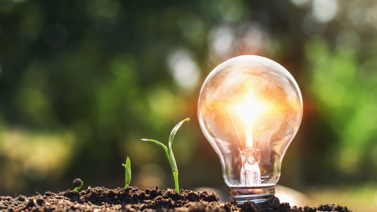 light bulb on soil and young plant growing. concept saving energy power